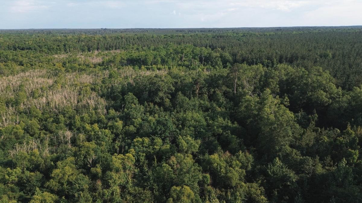 Chatham 72 – HARDWOOD TIMBER & HUNTING JACKSON PARISH LA