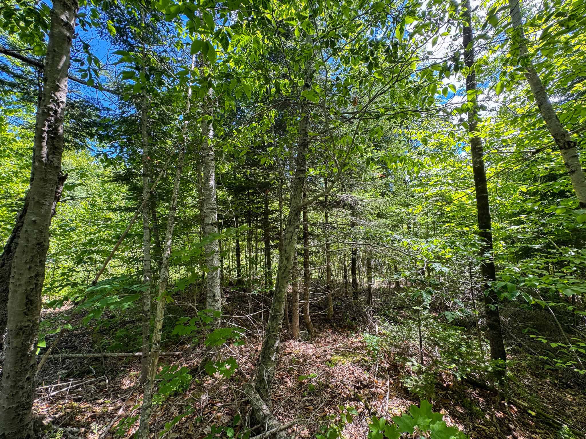 Large Acreage Maine Land for Sale Near West Grand Lake Chain