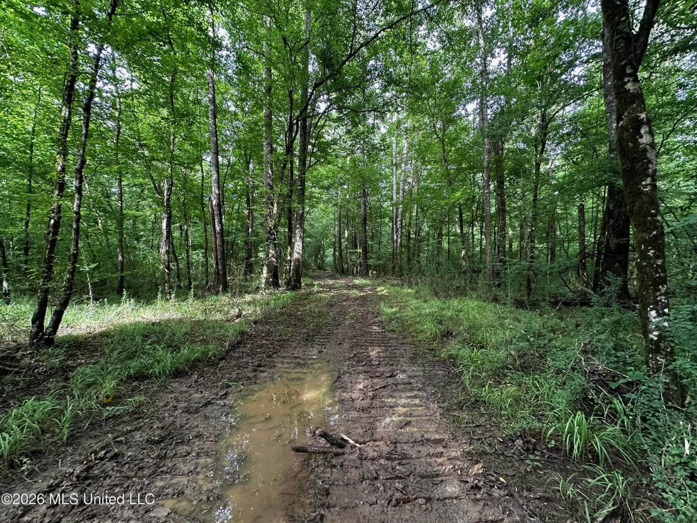 155 Acres Hunting Land for Sale in Centreville, MS