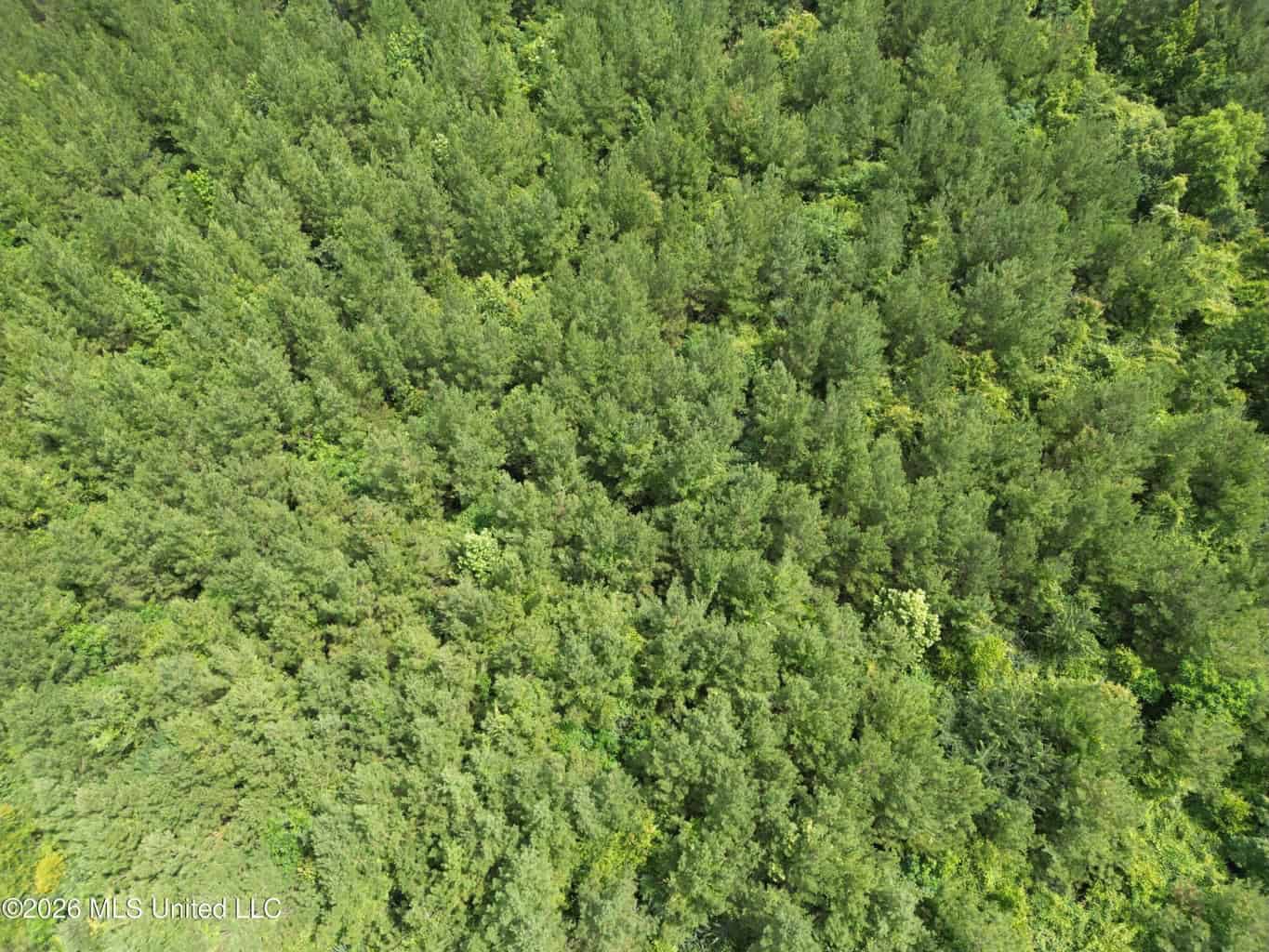 70+- Acres of Plantation Pines Pike County MS