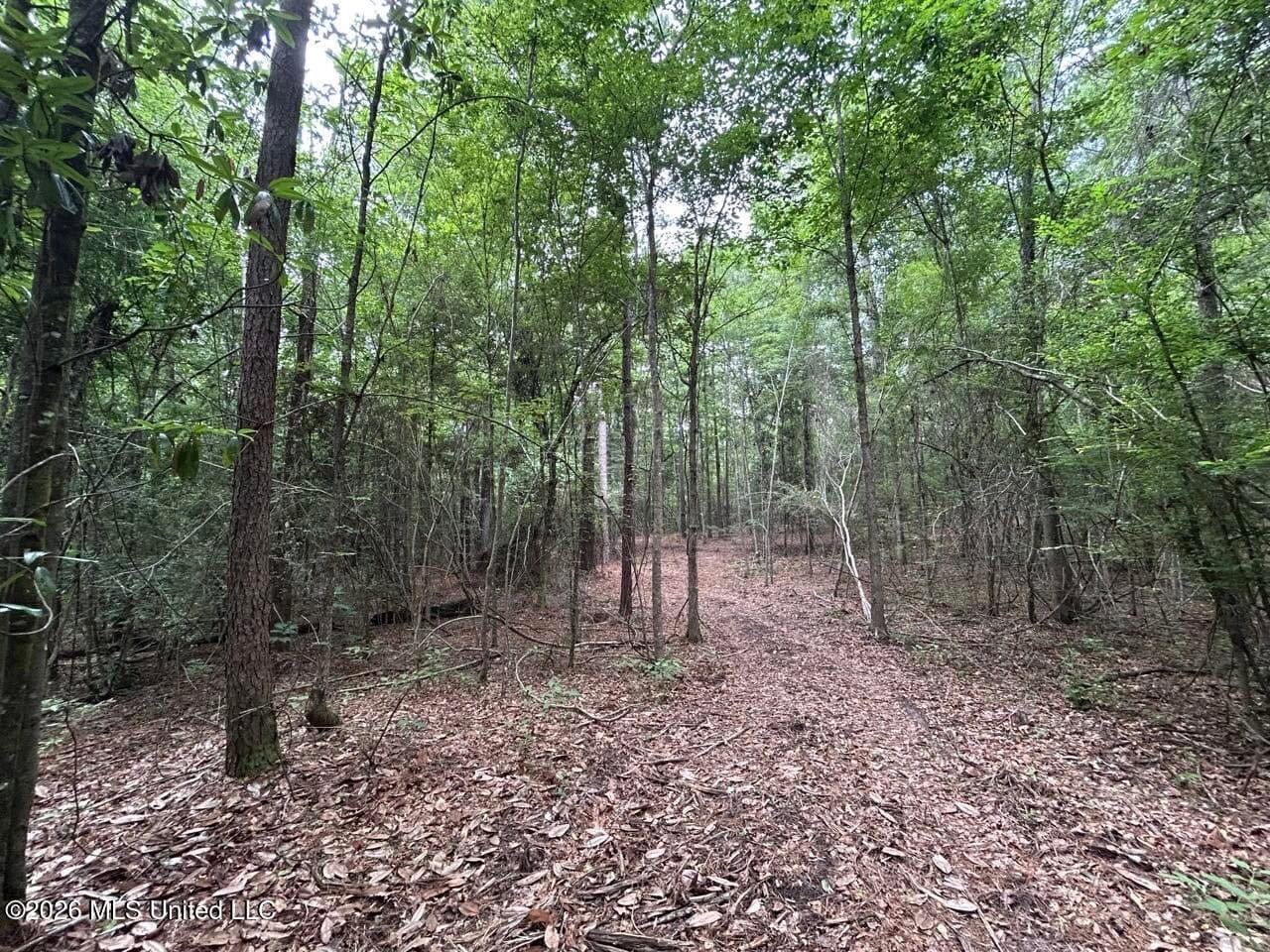 120± Acres for Sale in Osyka, MS on Tickfaw River