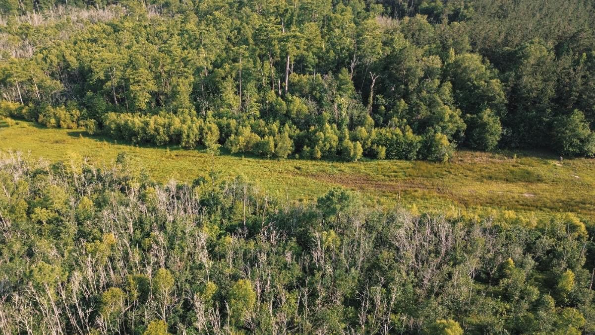 Chatham 72 – HARDWOOD TIMBER & HUNTING JACKSON PARISH LA