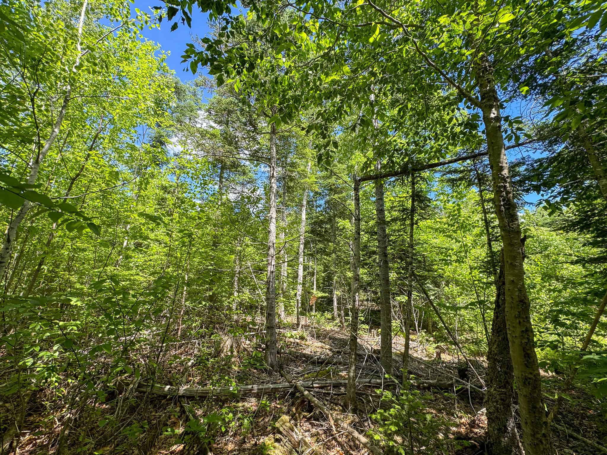 Large Acreage Maine Land for Sale Near West Grand Lake Chain