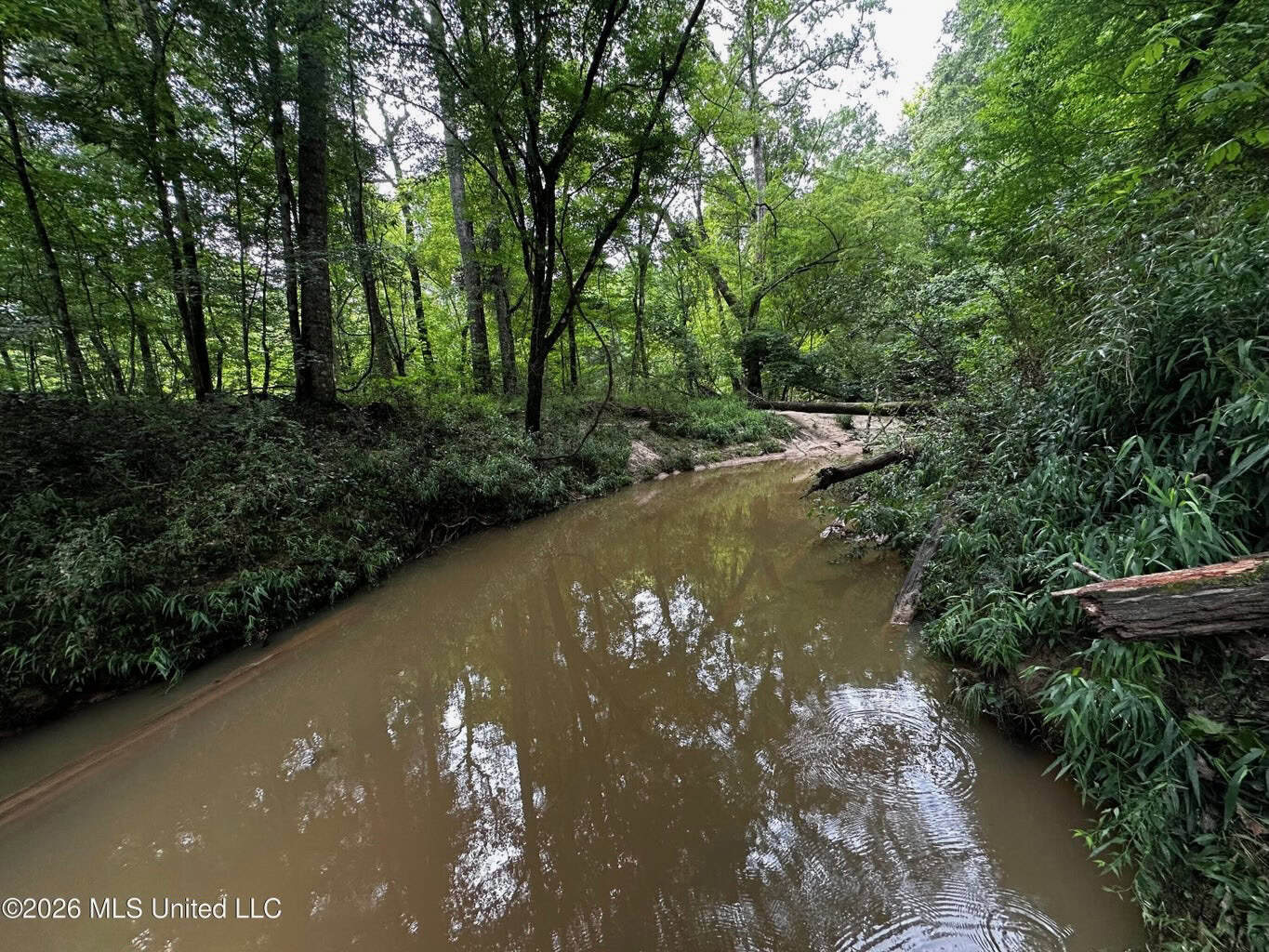 155 Acres Hunting Land for Sale in Centreville, MS