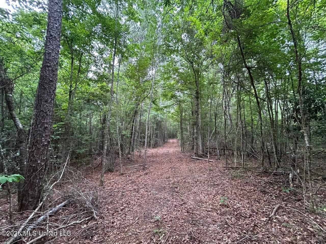 120± Acres for Sale in Osyka, MS on Tickfaw River