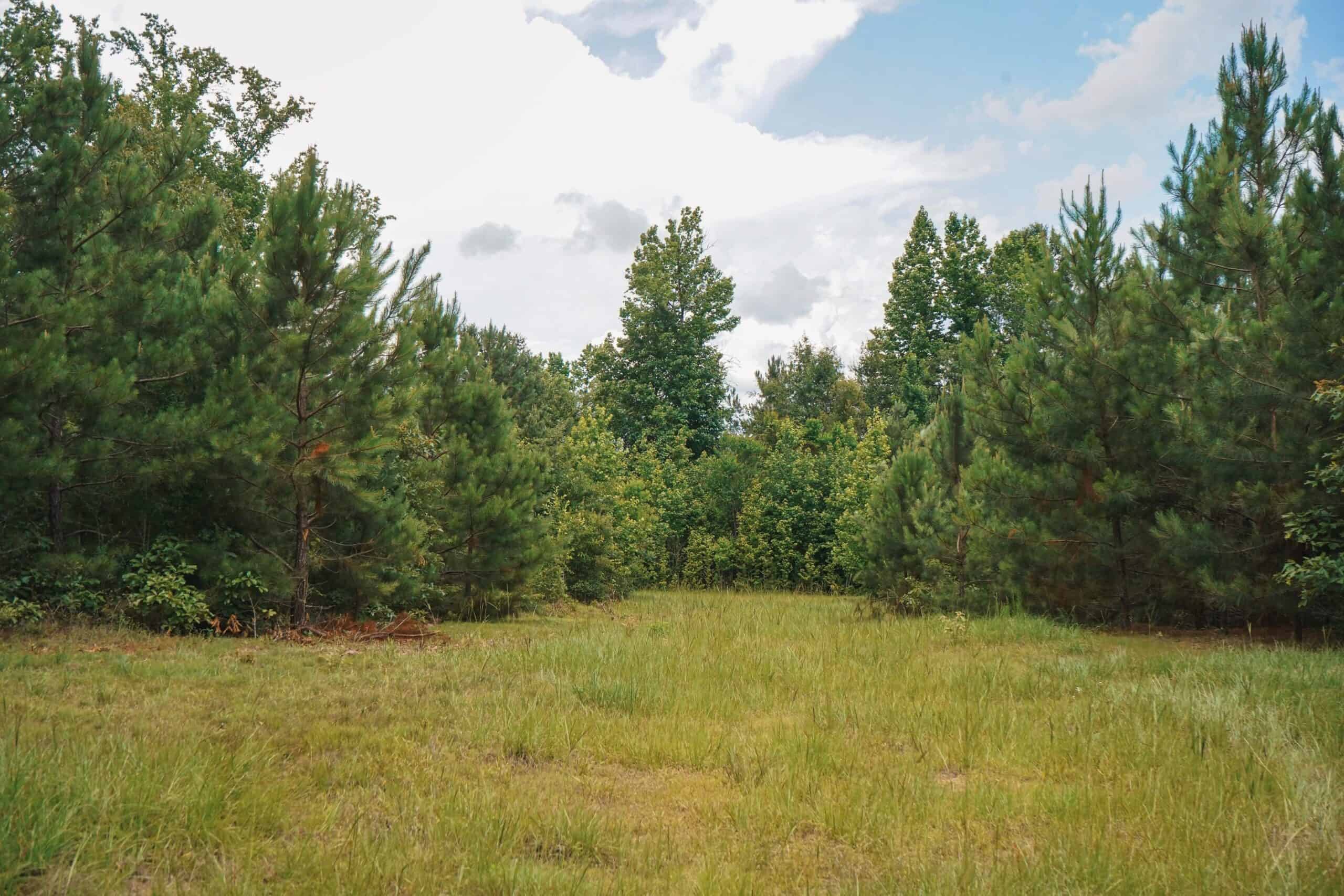 Weston 53 – Timber & Hunting Land in Louisiana