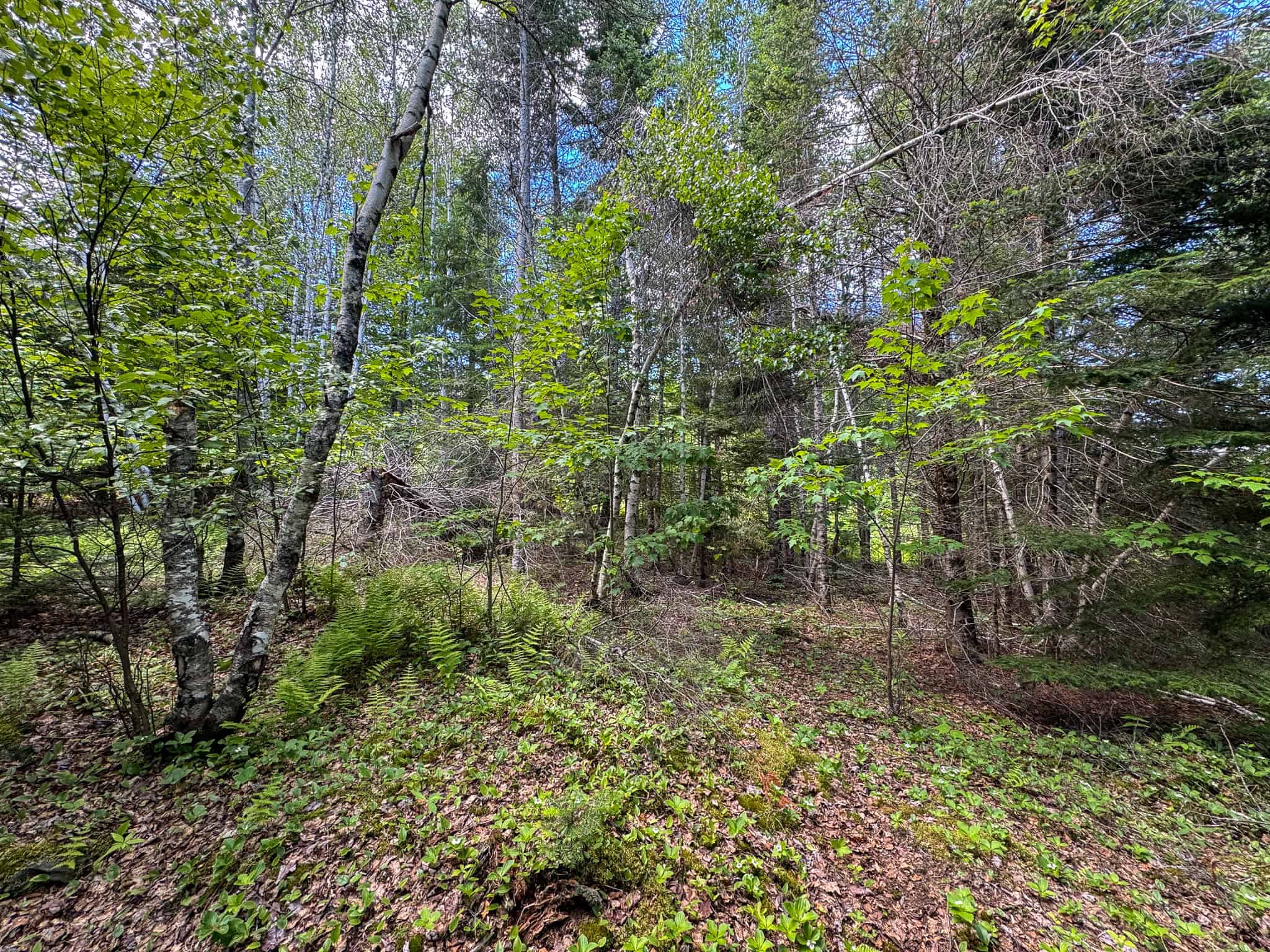 Large Acreage Maine Land for Sale Near West Grand Lake Chain