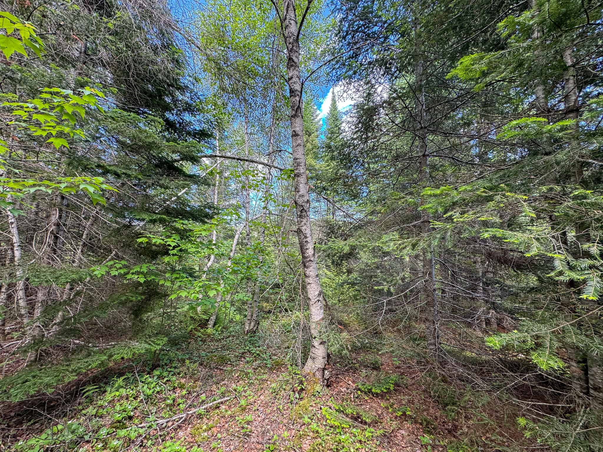 Large Acreage Maine Land for Sale Near West Grand Lake Chain