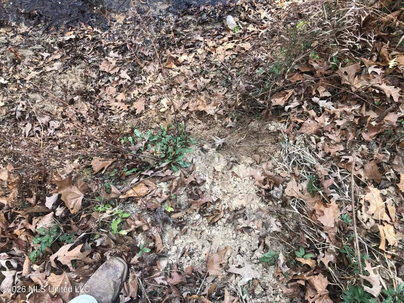 88.5 acres Hunting & Timber Land for Sale in Utica, Ms
