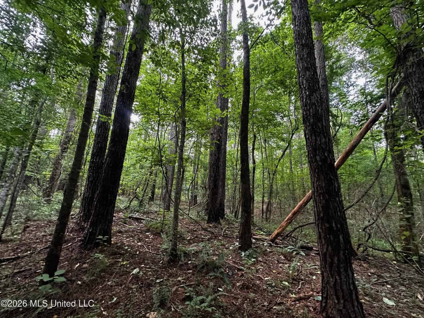 155 Acres Hunting Land for Sale in Centreville, MS
