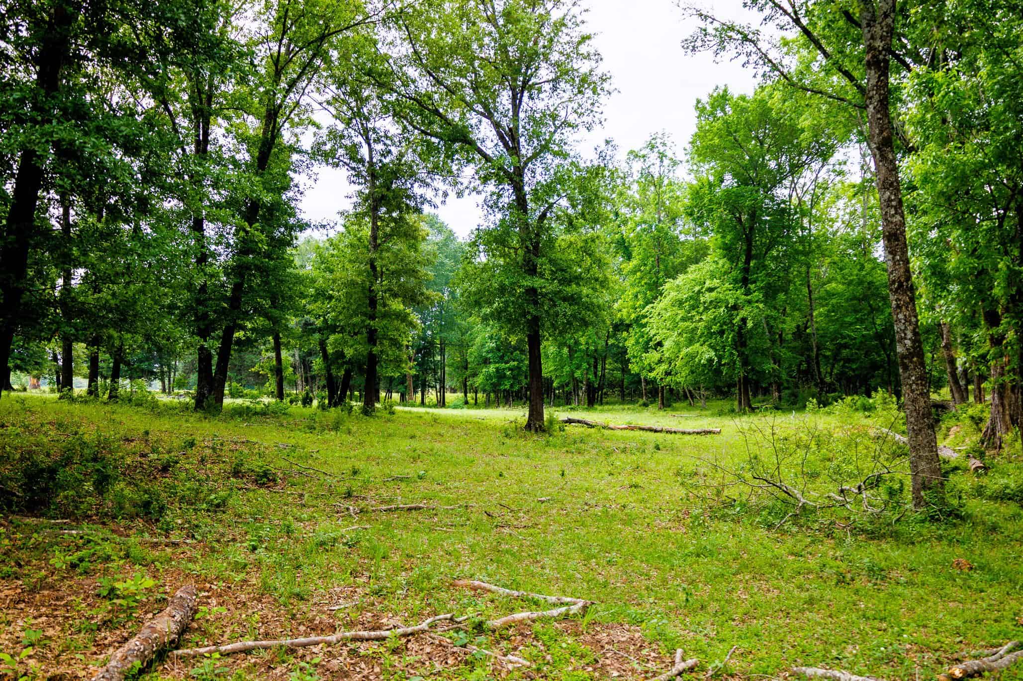 47.79-Acre Hunting Land with Cabin for Sale Ben Wheeler TX