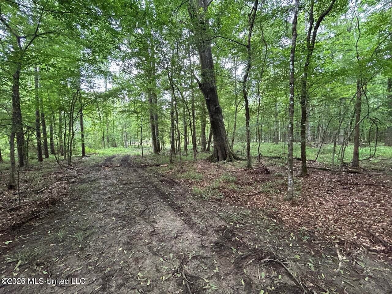 120± Acres for Sale in Osyka, MS on Tickfaw River