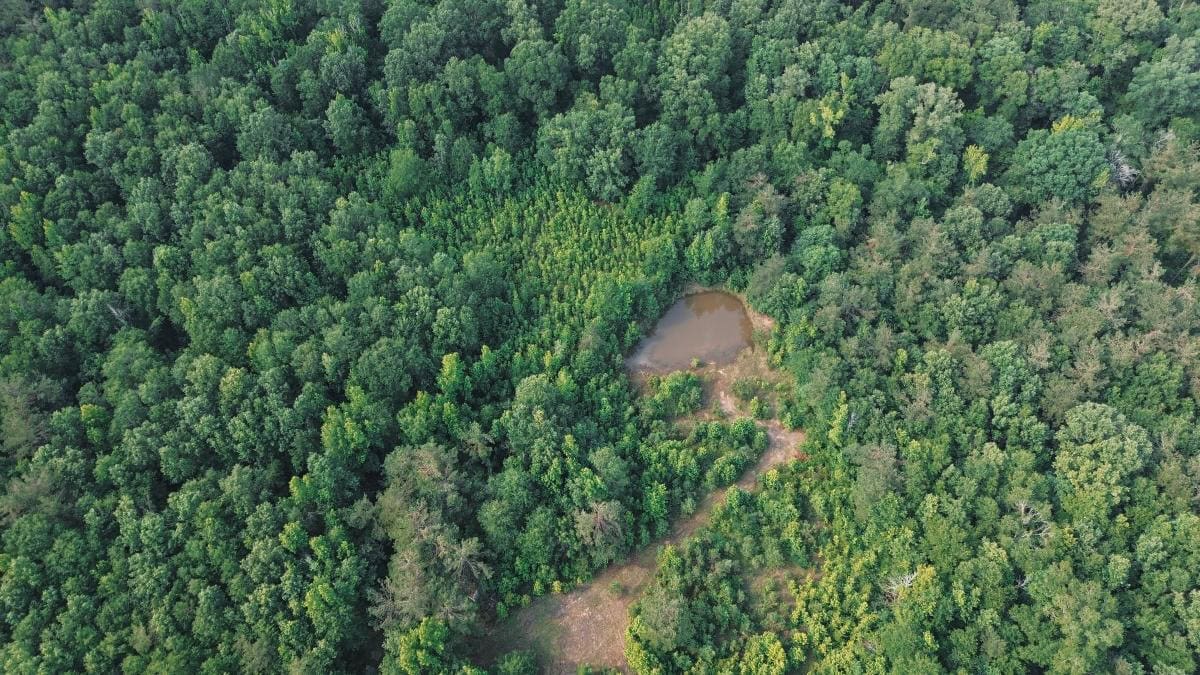 Weston 112 – Timber & Hunting Land in Jackson Parish, LA