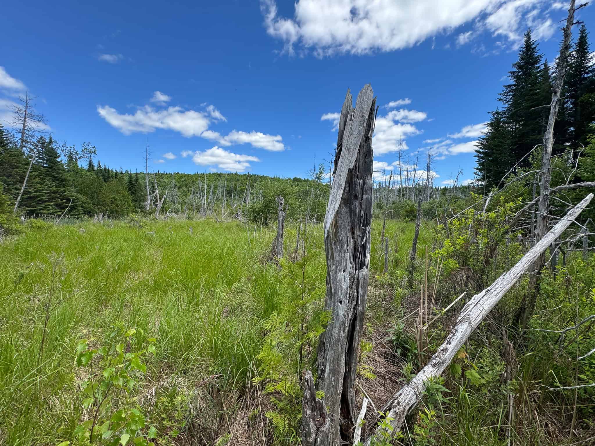 Large Acreage Maine Land for Sale Near West Grand Lake Chain
