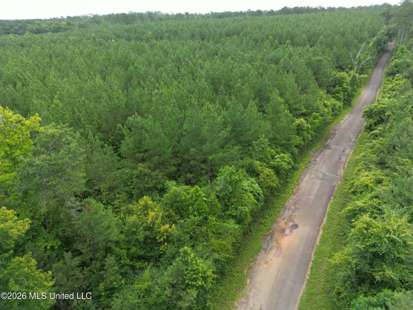 70+- Acres of Plantation Pines Pike County MS