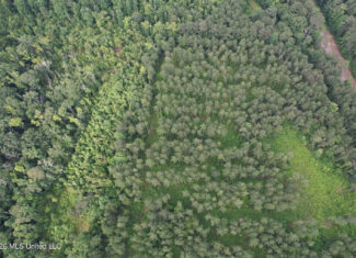 155 Acres Hunting Land for Sale in Centreville, MS