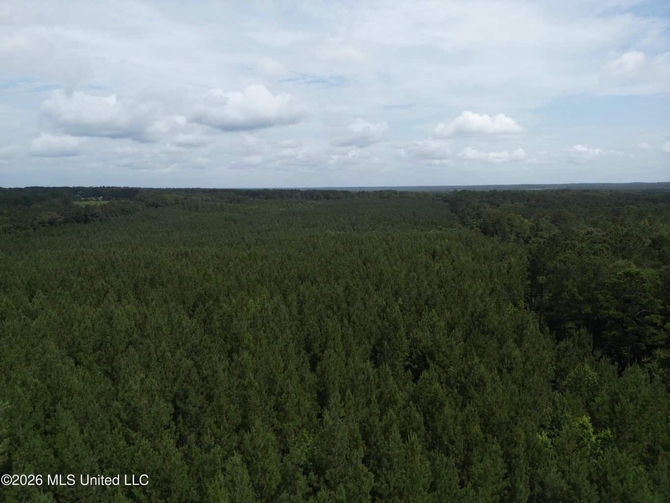 70+- Acres of Plantation Pines Pike County MS