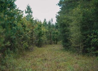 Weston 53 – Timber & Hunting Land in Louisiana