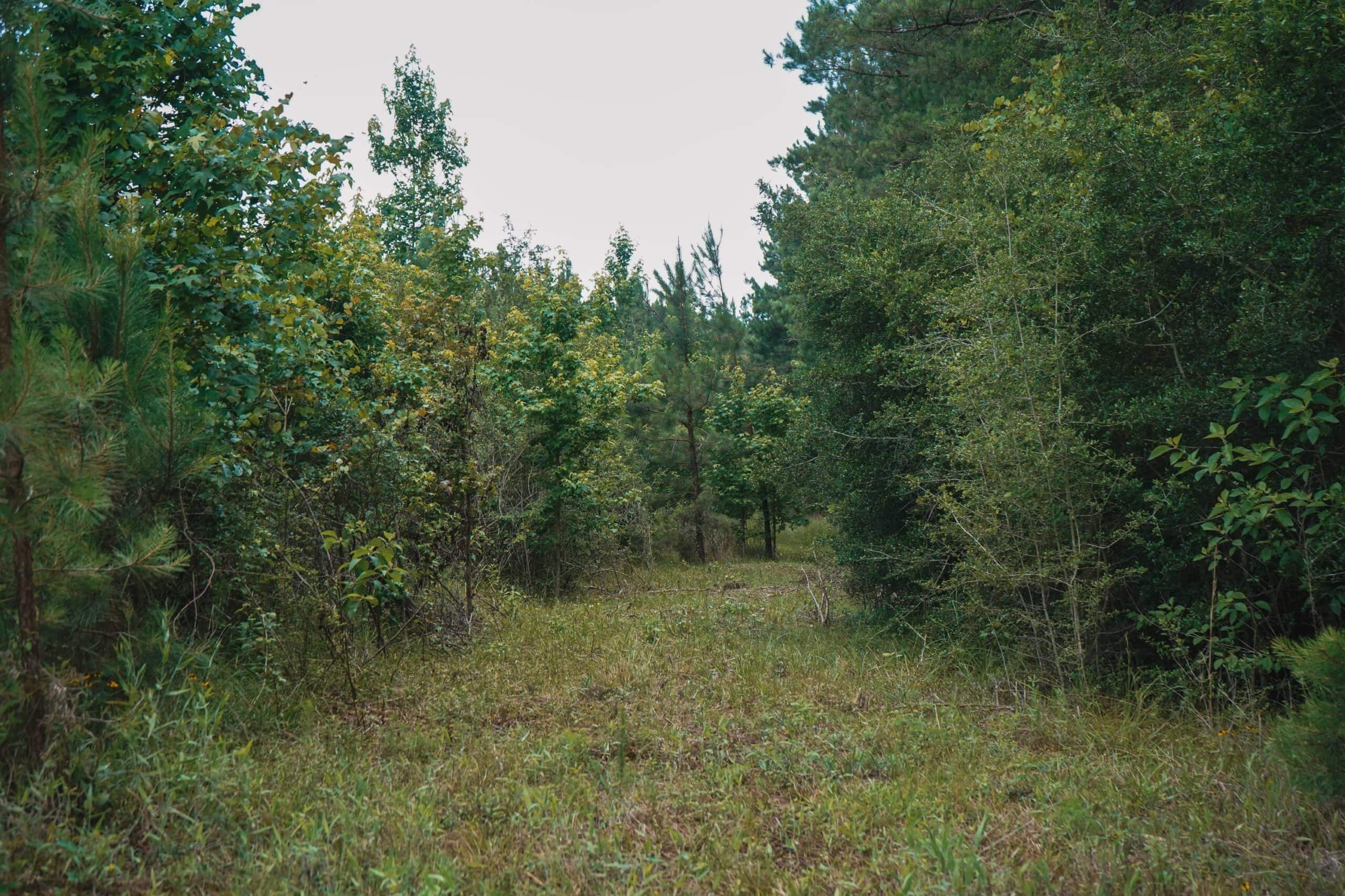 Weston 53 – Timber & Hunting Land in Louisiana