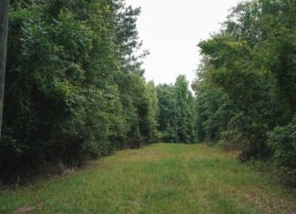 Weston 112 – Timber & Hunting Land in Jackson Parish, LA