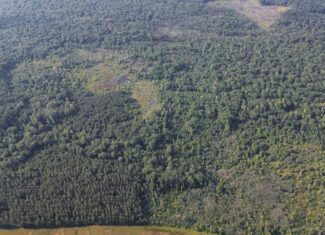 Chatham 72 – HARDWOOD TIMBER & HUNTING JACKSON PARISH LA