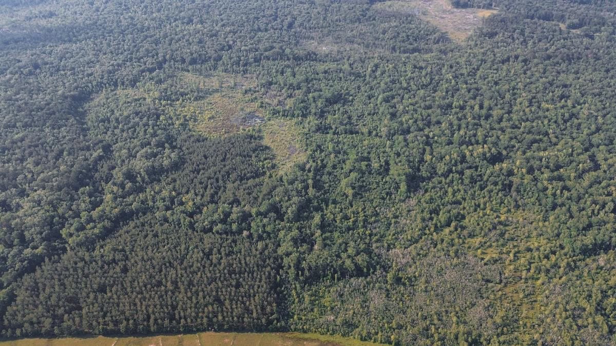 Chatham 72 – HARDWOOD TIMBER & HUNTING JACKSON PARISH LA