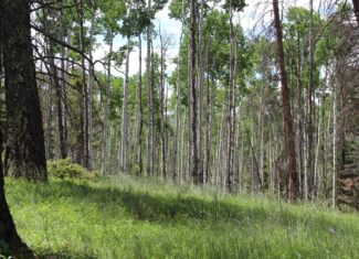 Mountain Land For Sale in Arrowhead Subdivision