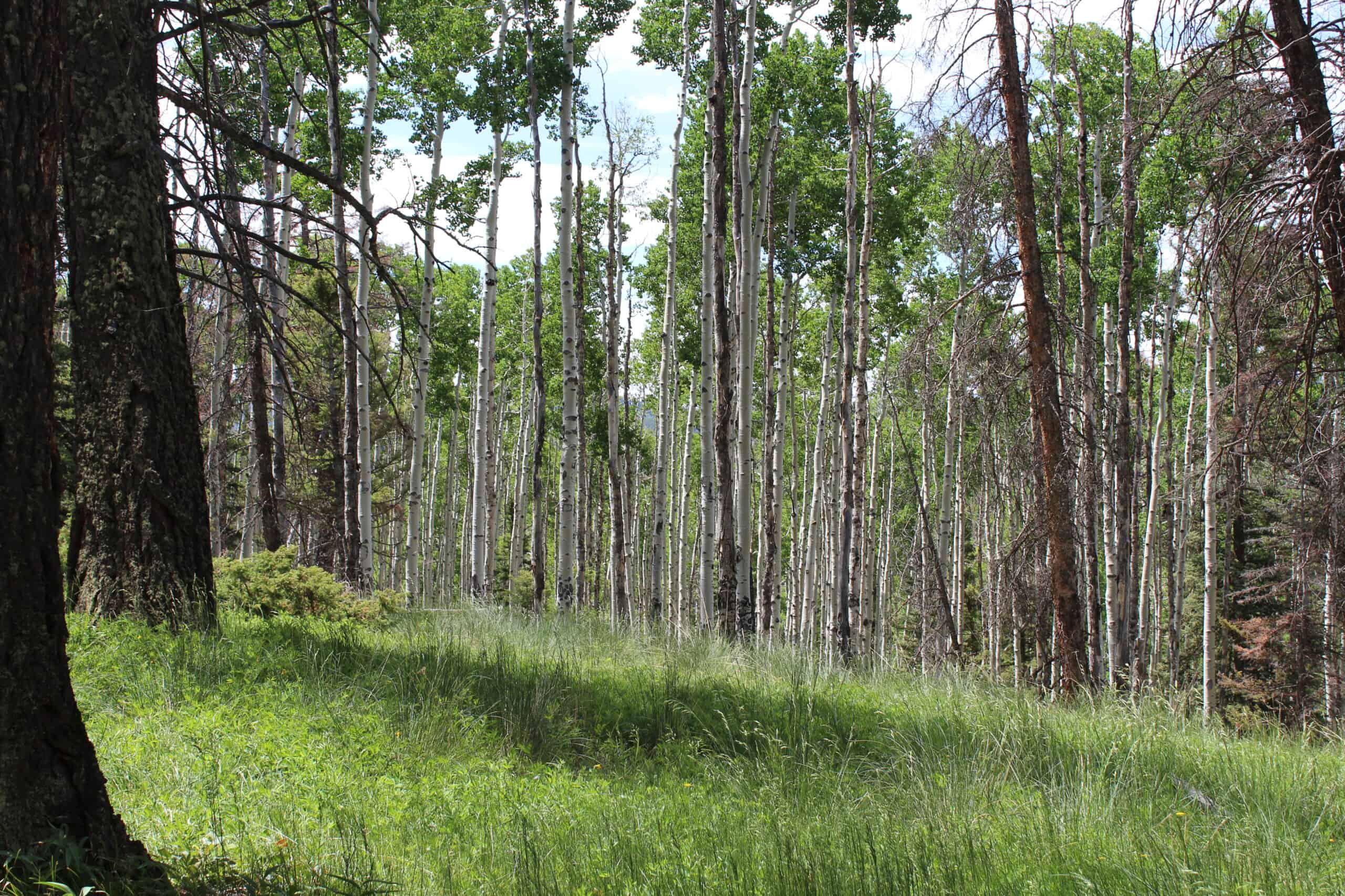 Mountain Land For Sale in Arrowhead Subdivision
