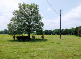 47.79-Acre Hunting Land with Cabin for Sale Ben Wheeler TX