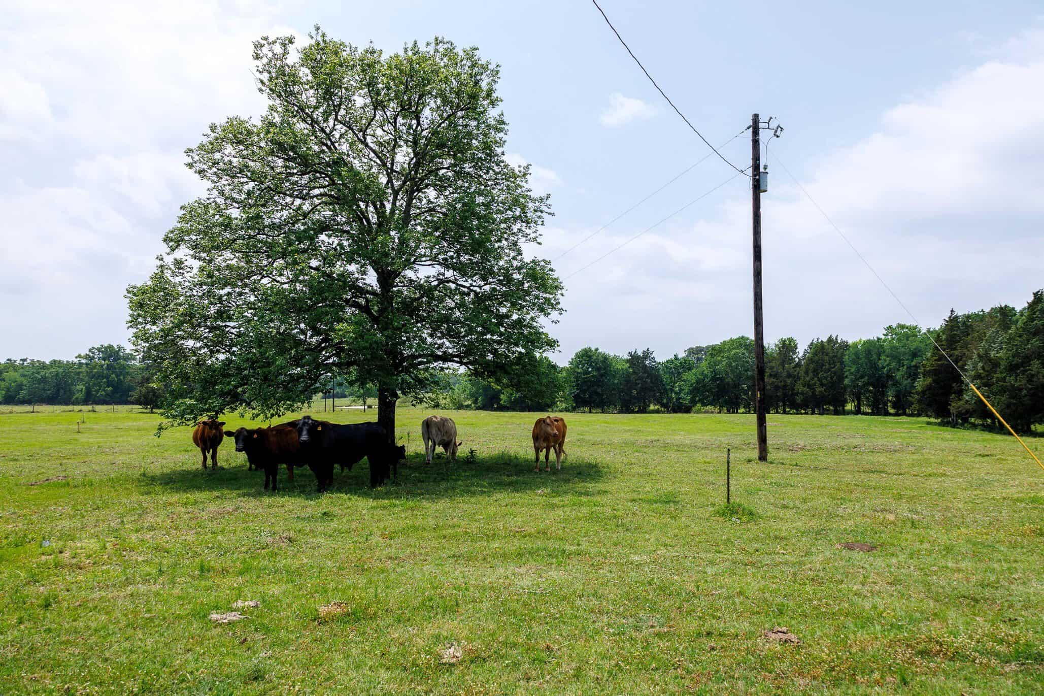 47.79-Acre Hunting Land with Cabin for Sale Ben Wheeler TX