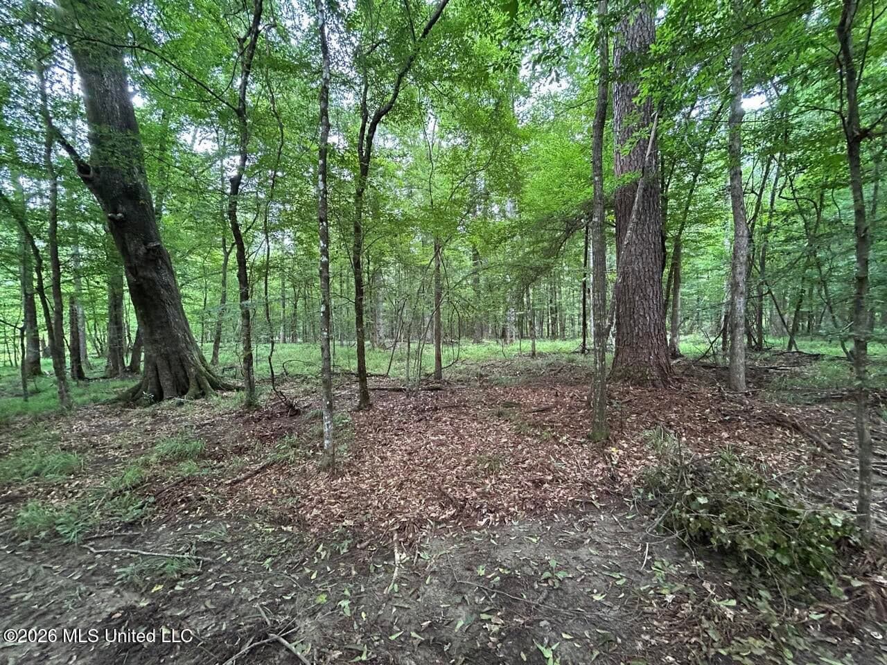 120± Acres for Sale in Osyka, MS on Tickfaw River