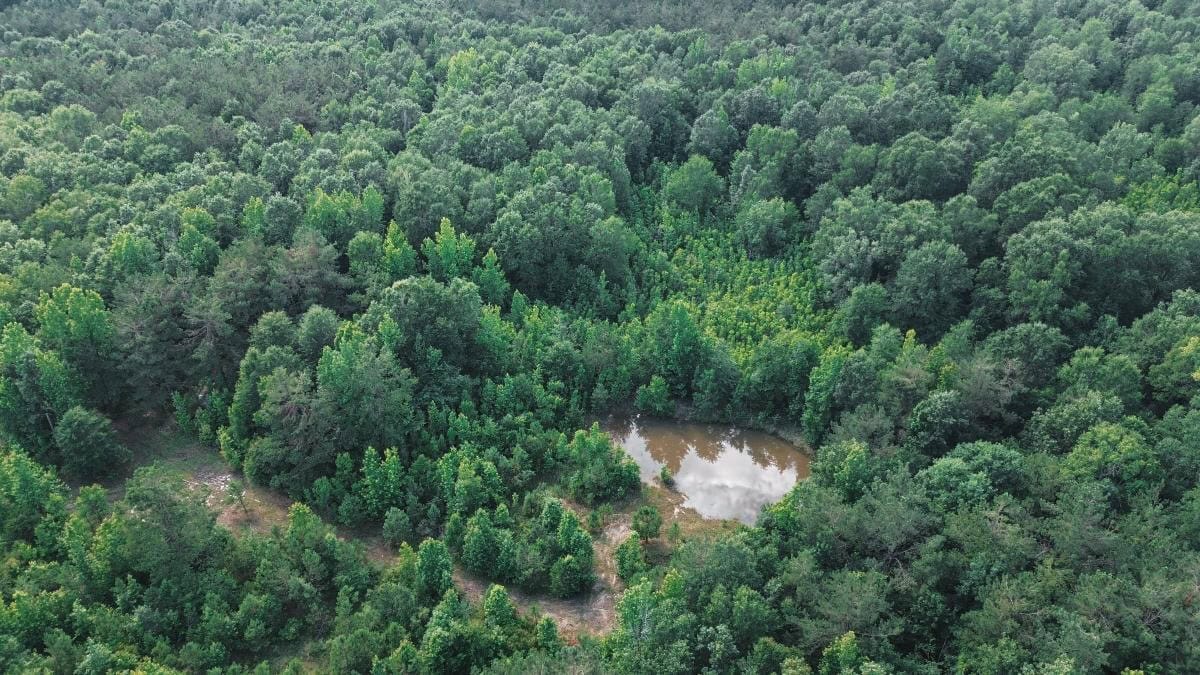 Weston 112 – Timber & Hunting Land in Jackson Parish, LA