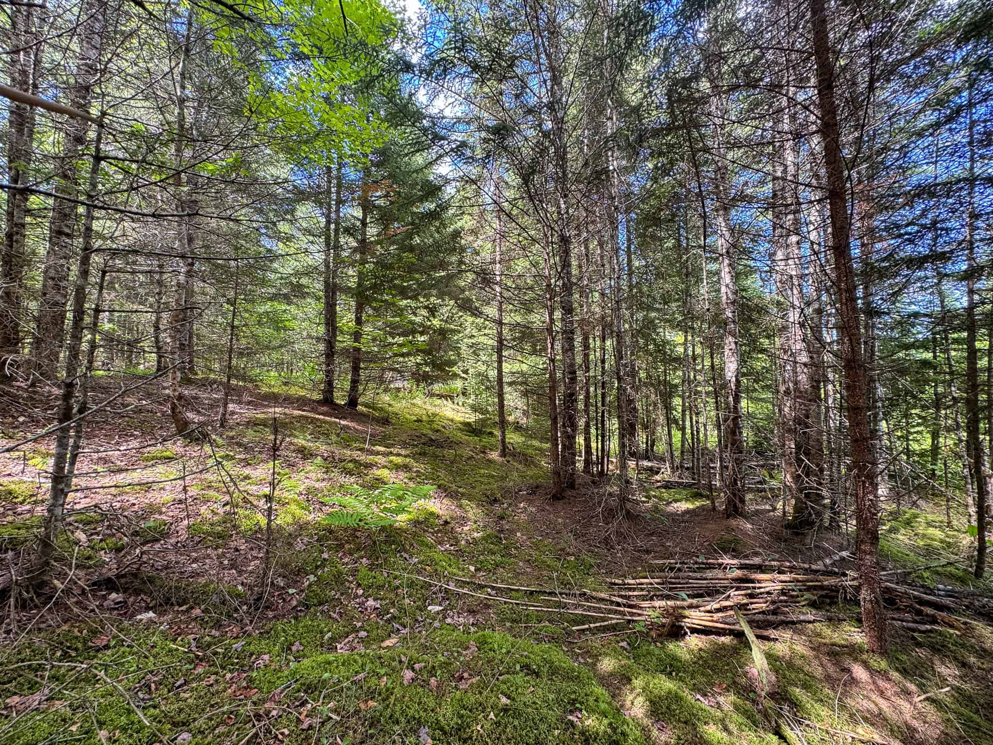 Large Acreage Maine Land for Sale Near West Grand Lake Chain