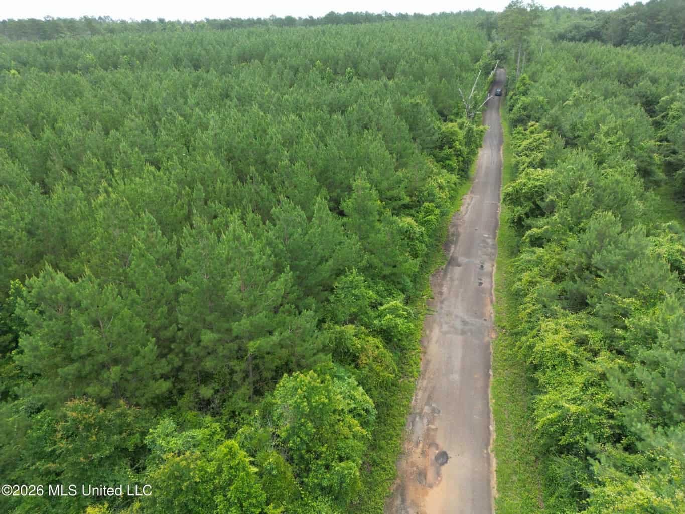 70+- Acres of Plantation Pines Pike County MS
