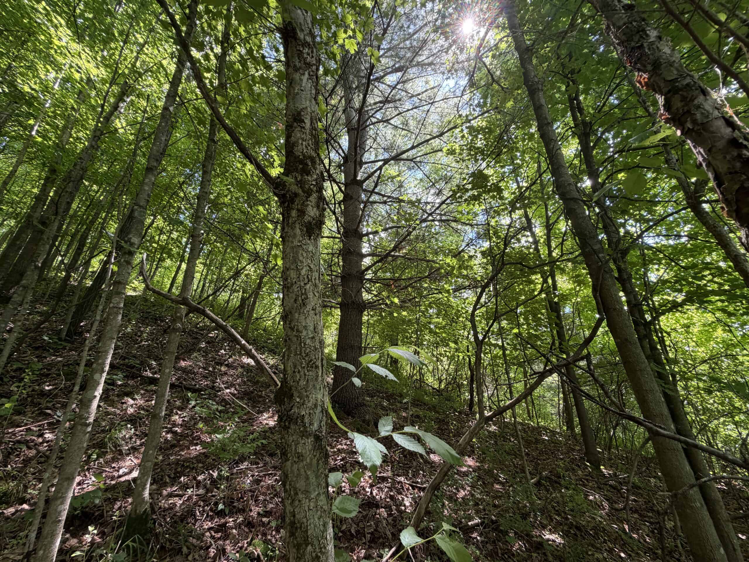 Trout Stream, Woods, Hunting & Fishing, Great Building Site