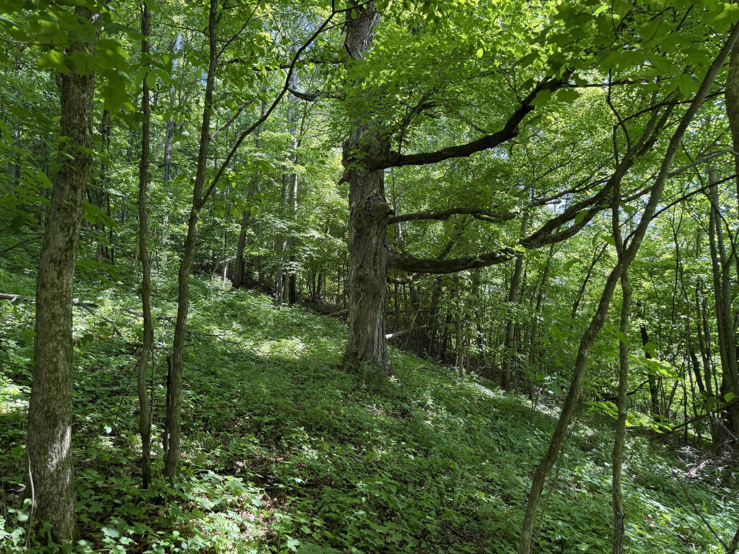 Trout Stream, Woods, Hunting & Fishing, Great Building Site