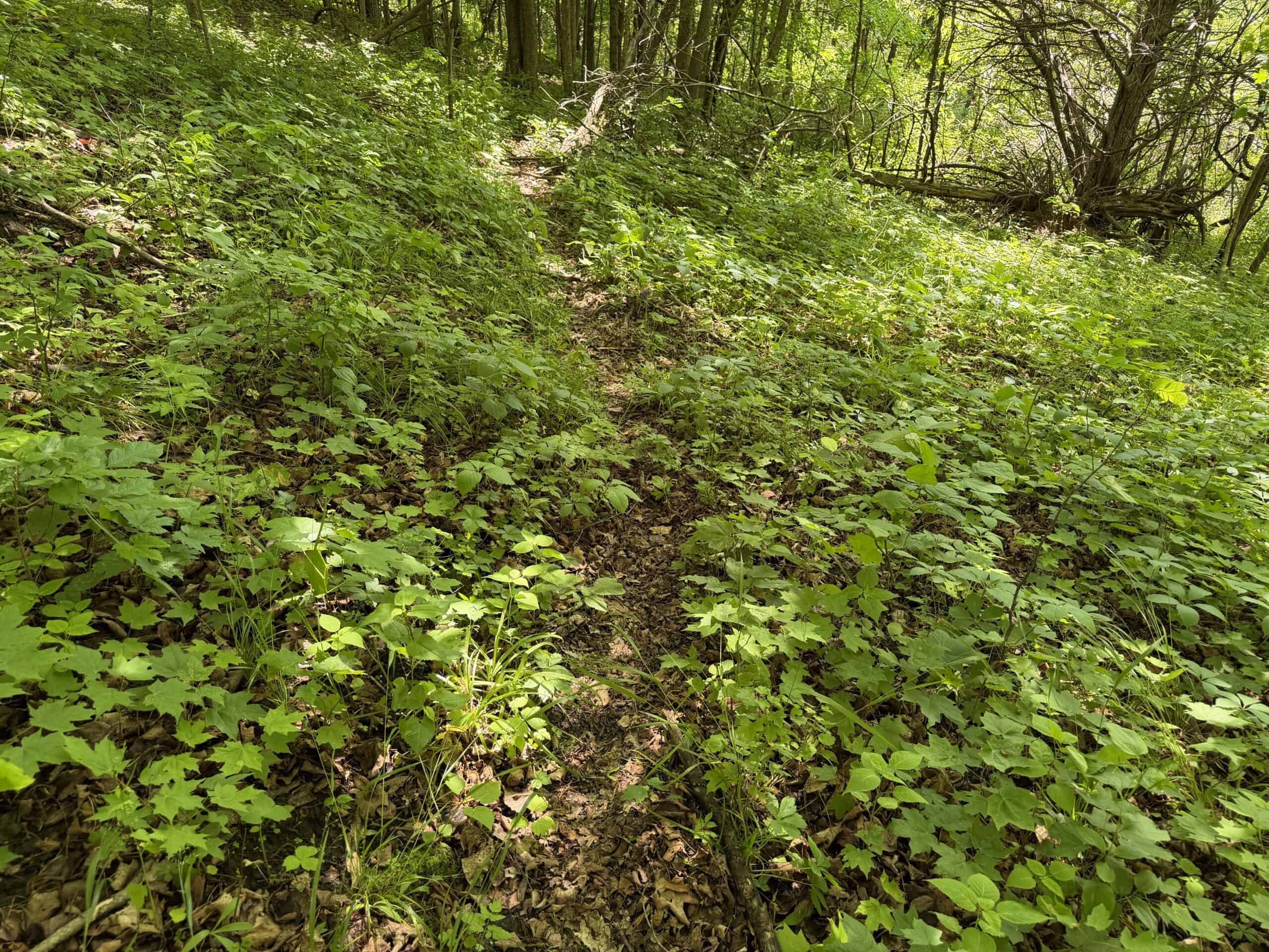 Trout Stream, Woods, Hunting & Fishing, Great Building Site