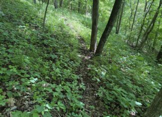 Trout Stream, Woods, Hunting & Fishing, Great Building Site