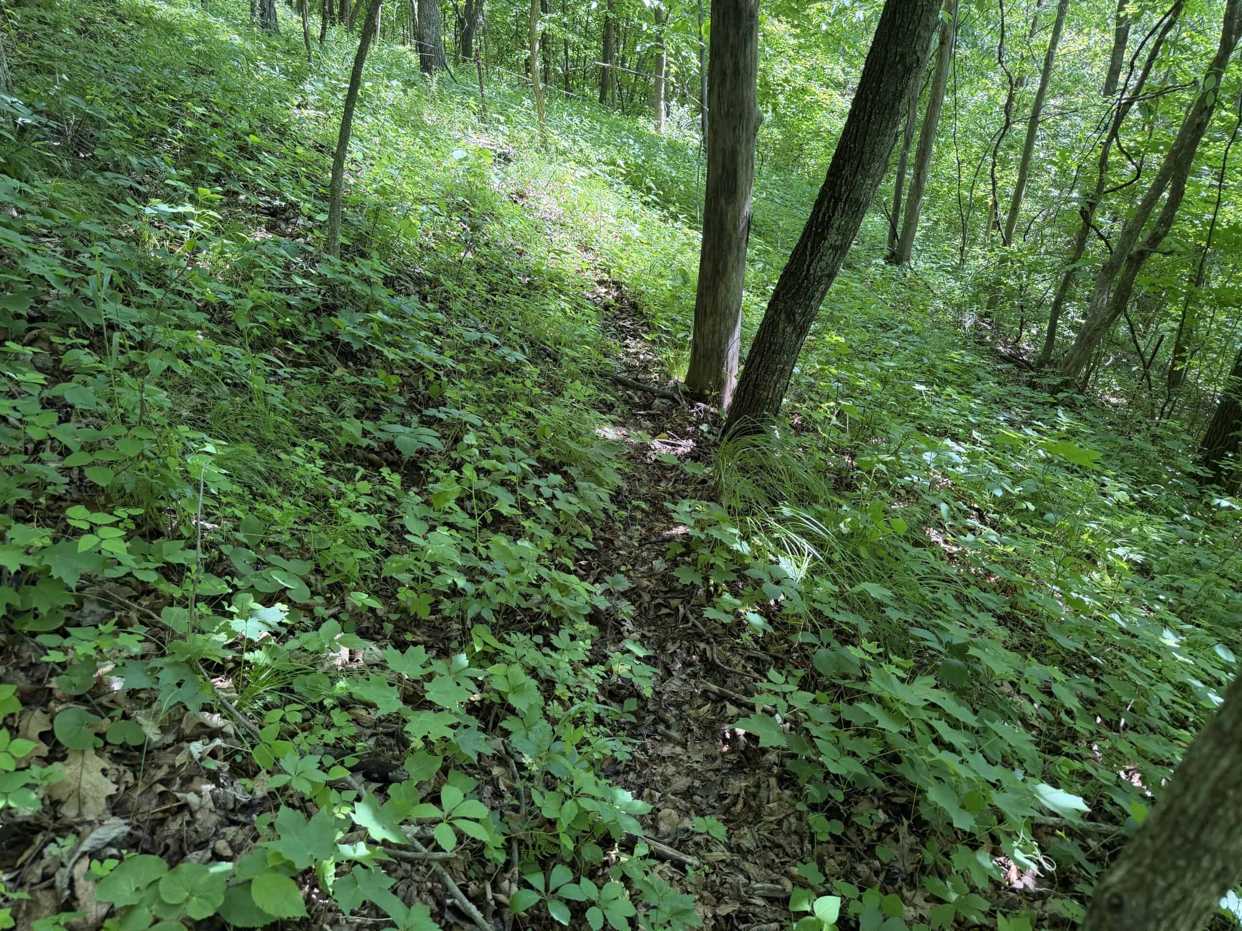 Trout Stream, Woods, Hunting & Fishing, Great Building Site