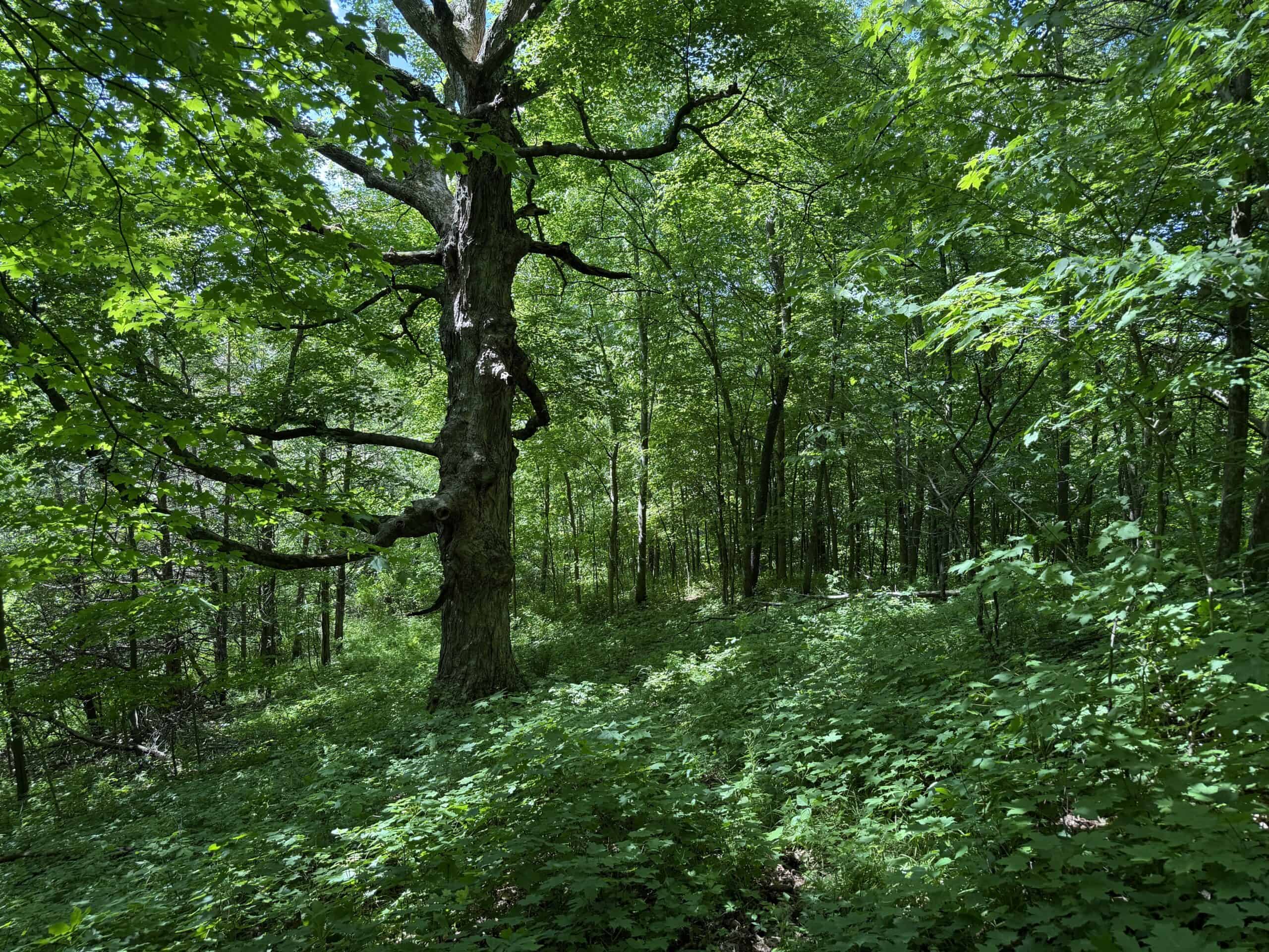 Trout Stream, Woods, Hunting & Fishing, Great Building Site