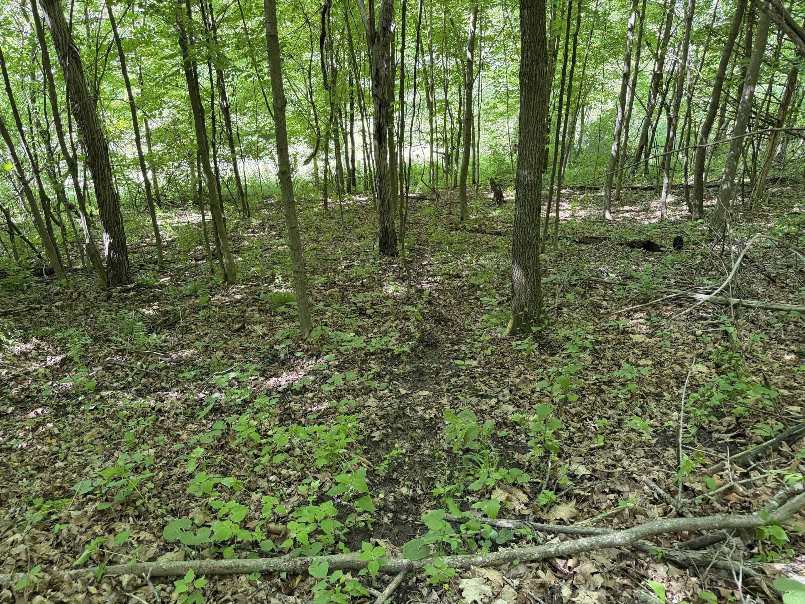 Trout Stream, Woods, Hunting & Fishing, Great Building Site