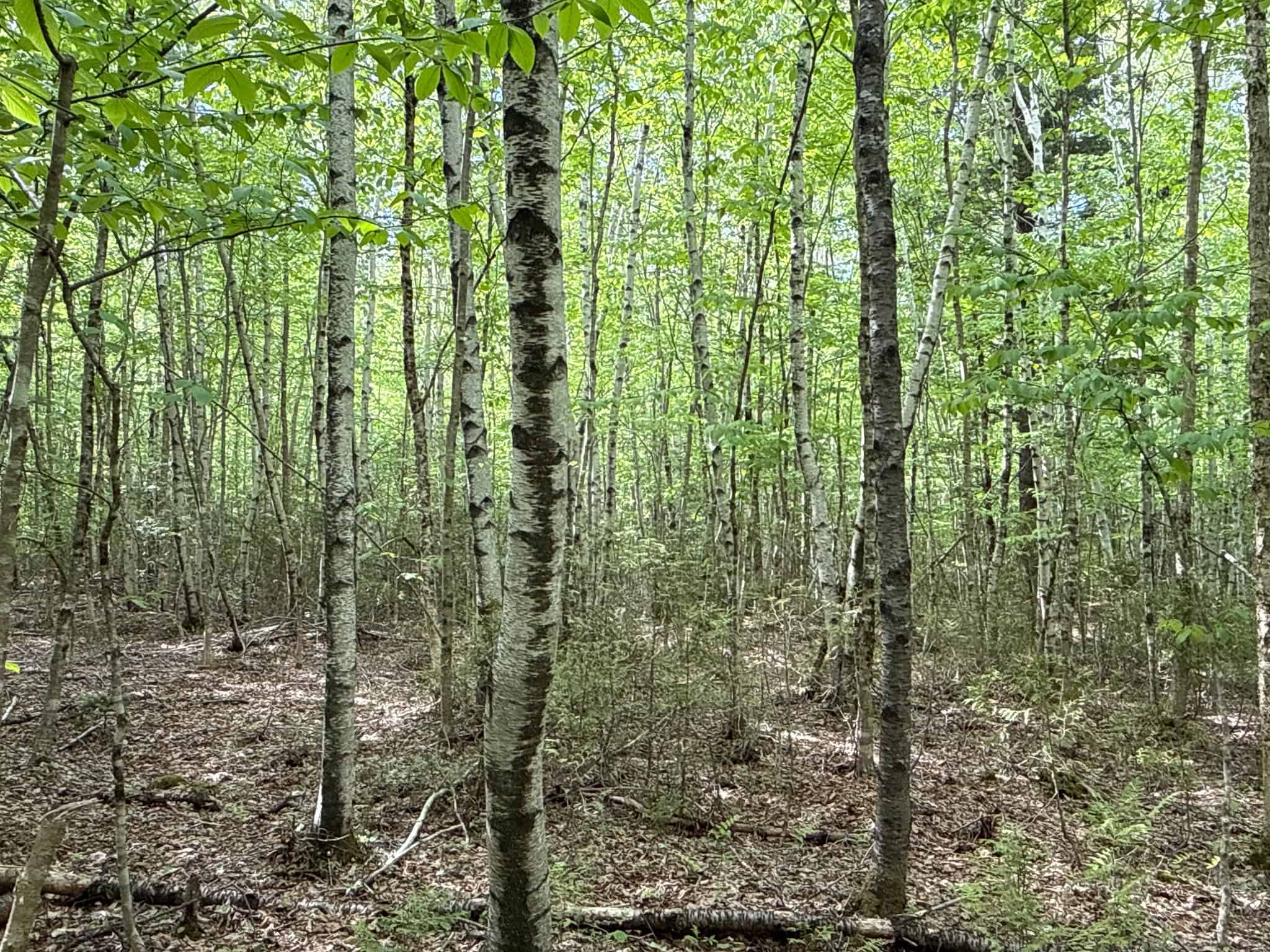 46 Acres of Maine Wilderness with Turnkey Off-Grid Cabin & Garage