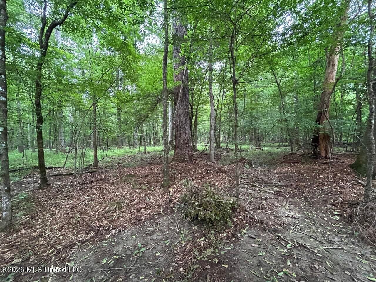 120± Acres for Sale in Osyka, MS on Tickfaw River
