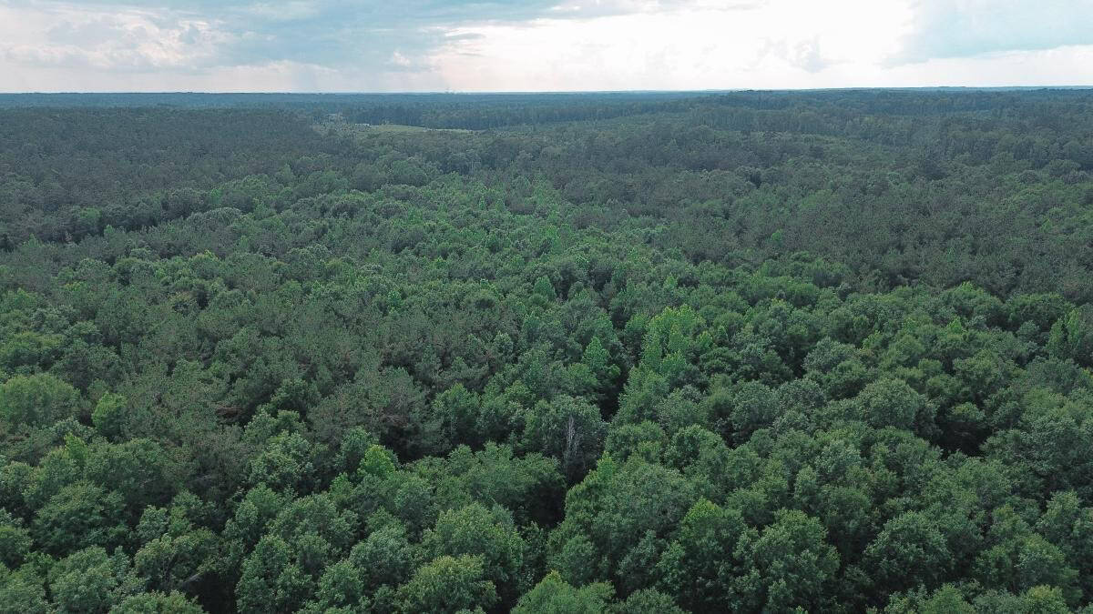 Weston 112 – Timber & Hunting Land in Jackson Parish, LA