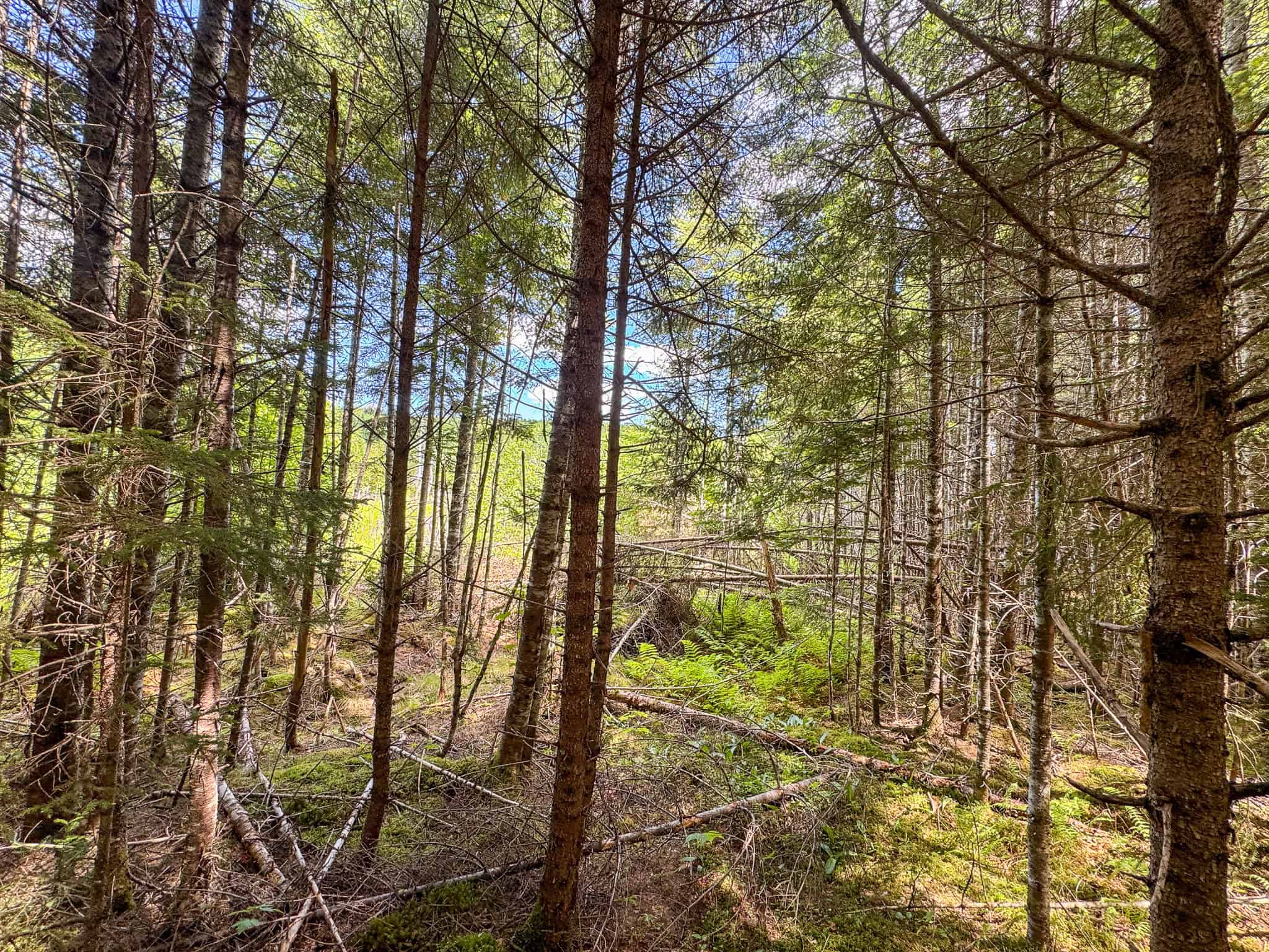 Large Acreage Maine Land for Sale Near West Grand Lake Chain
