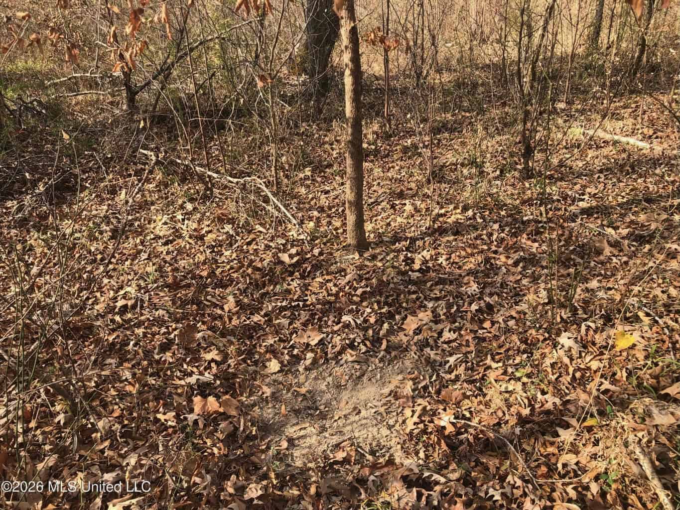 88.5 acres Hunting & Timber Land for Sale in Utica, Ms