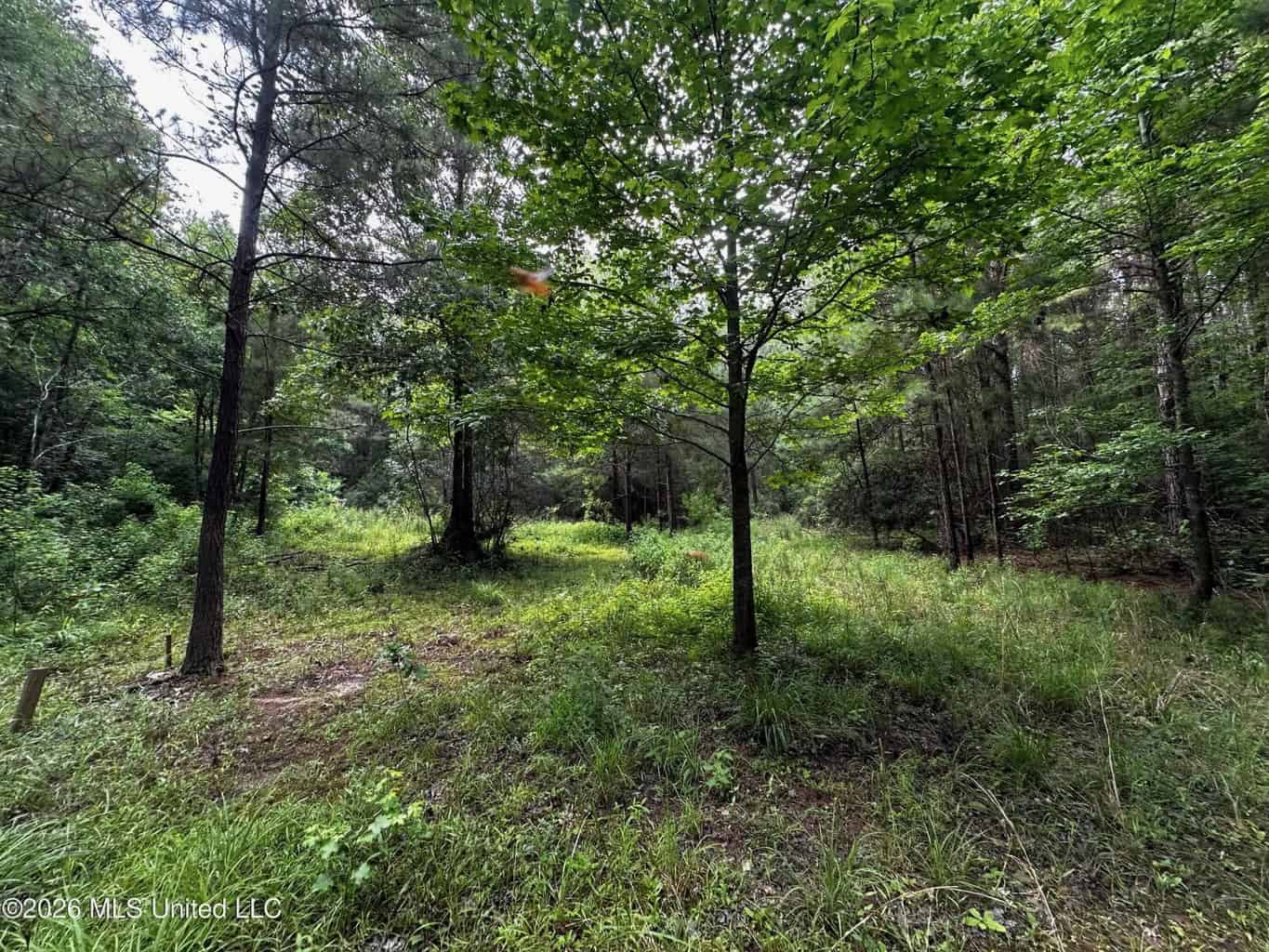 155 Acres Hunting Land for Sale in Centreville, MS
