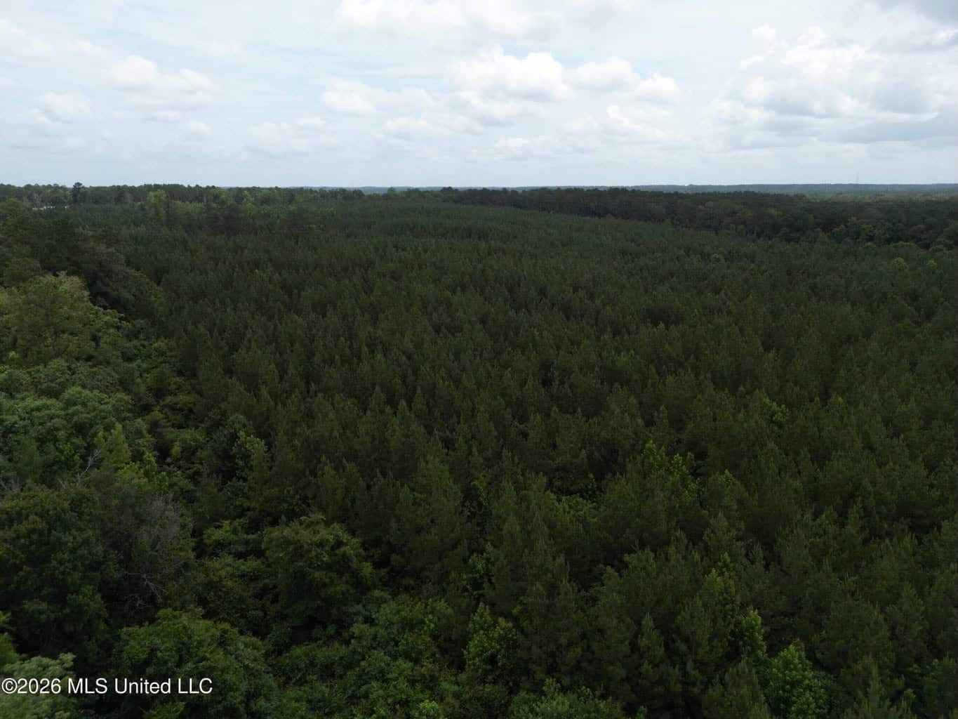 70+- Acres of Plantation Pines Pike County MS