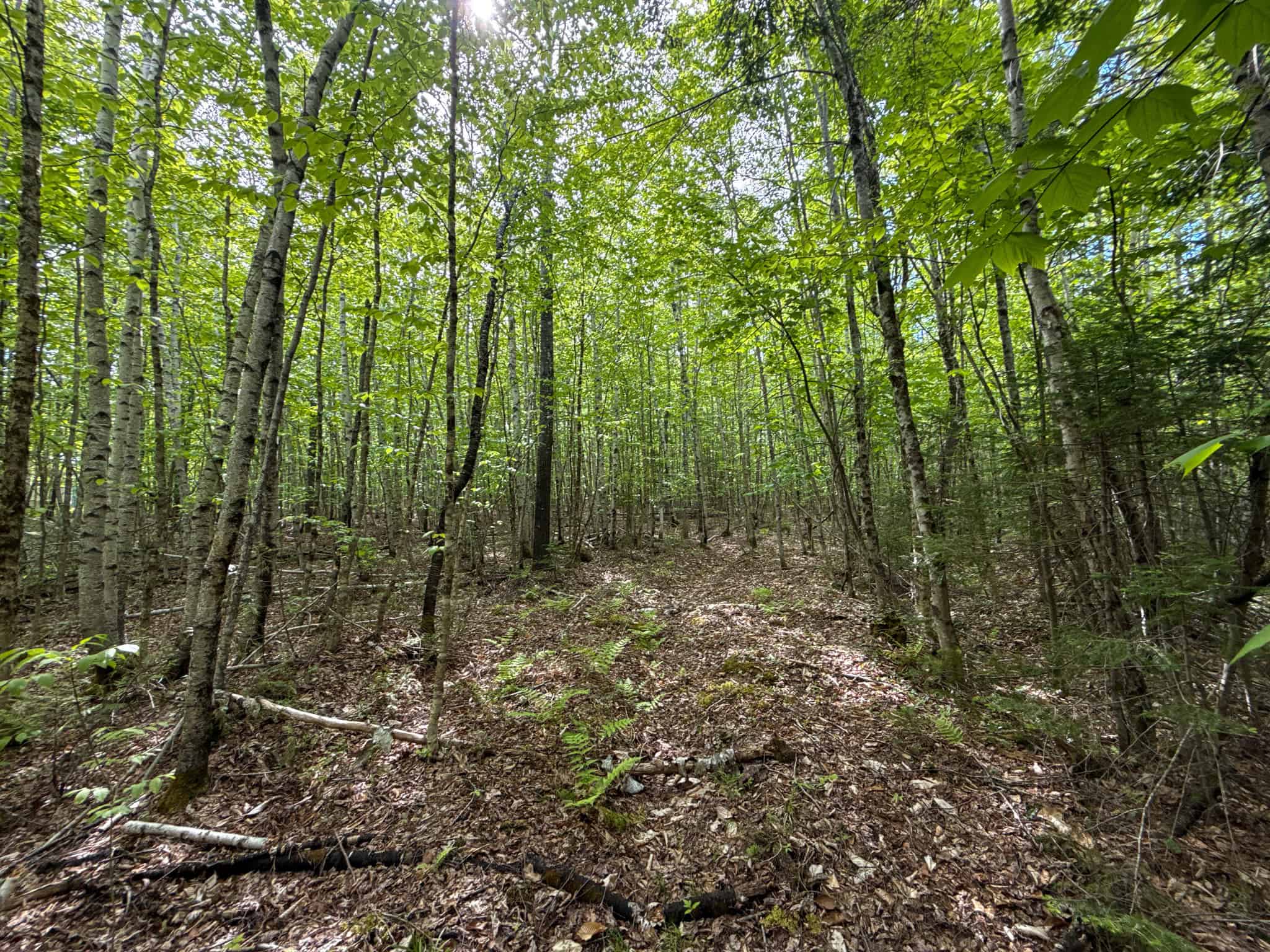 46 Acres of Maine Wilderness with Turnkey Off-Grid Cabin & Garage