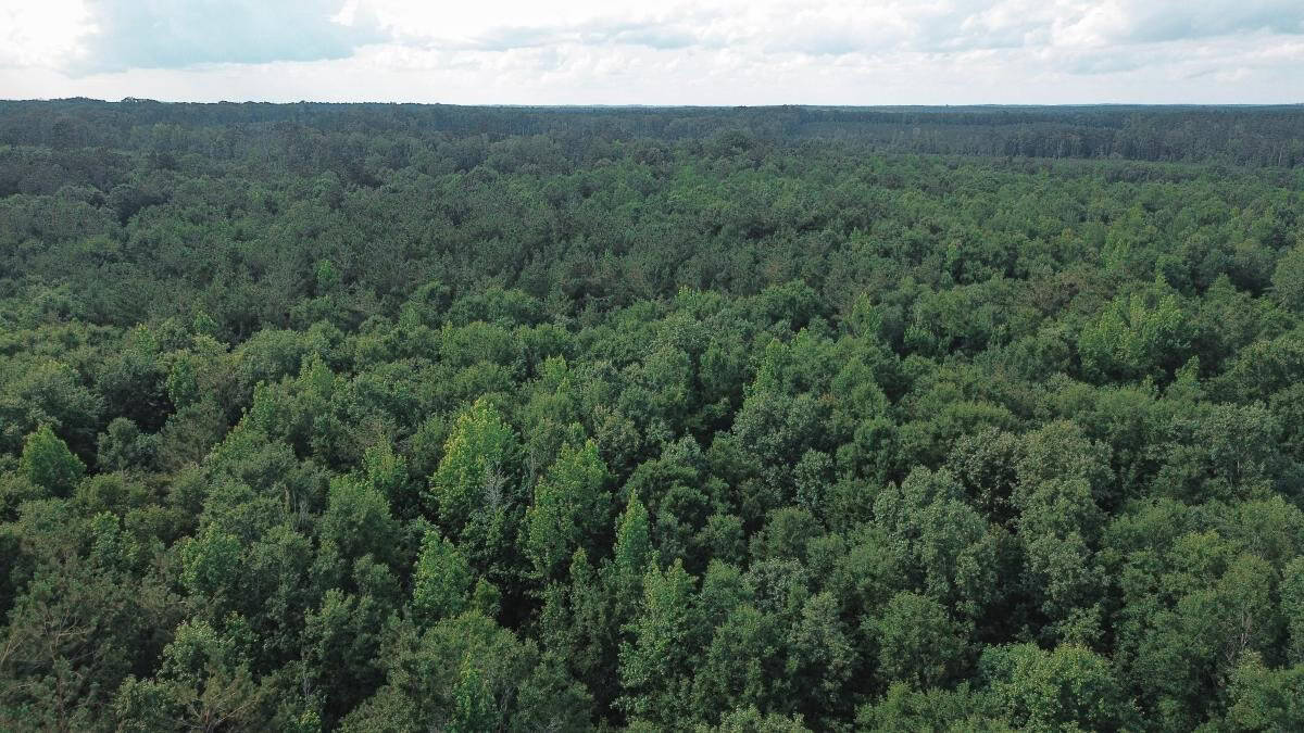 Weston 112 – Timber & Hunting Land in Jackson Parish, LA